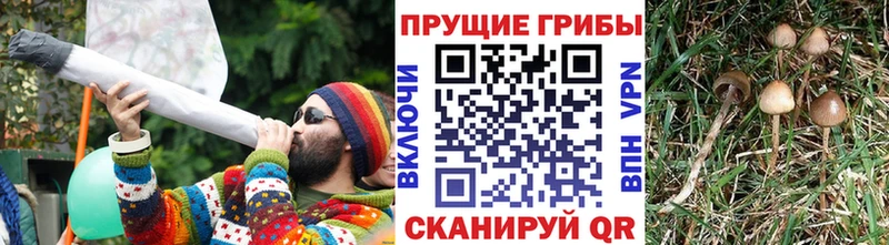 Псилоцибиновые грибы Psilocybine cubensis  купить  цена  Нея 